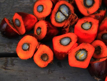 Deutsche Süßwarenindustrie begrüßt noch stärkeres Engagement der Bundesregierung für nachhaltiges Palmöl