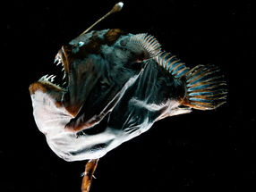 Deep-sea anglerfishes have evolved a new type of immune system