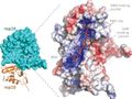 Researchers describe structure of SARS-CoV-2 proteins suitable for design of new drugs