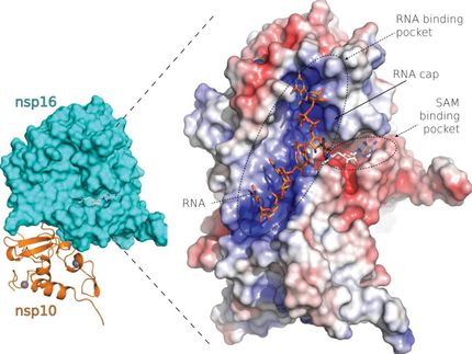 Researchers describe structure of SARS-CoV-2 proteins suitable for design of new drugs