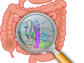 Los microbios intestinales dan forma a nuestros anticuerpos antes de que nos infecten los patógenos.