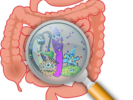 Gut microbes shape our antibodies before we are infected by pathogens