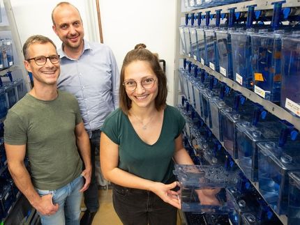 Genetische Ursache angeborener Fehlbildung entdeckt