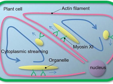 Success in promoting plant growth for biodiesel