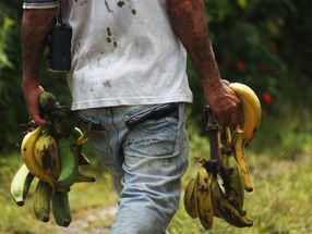 Nestlé y el SENA destinan más de $1.400 millones para financiar agroemprendimientos de jóvenes colombianas