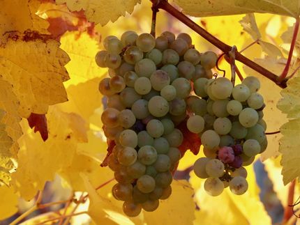 Weinlese beginnt wieder sehr früh