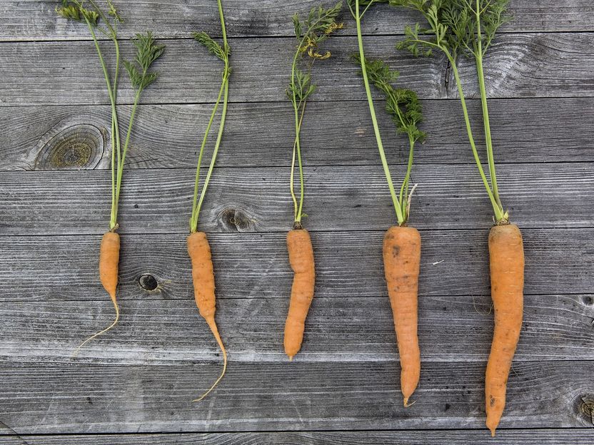 Gemüse und Früchte: Krumm, gross und wieder vom Tisch? - Mehr Engagement gegen Foodwaste