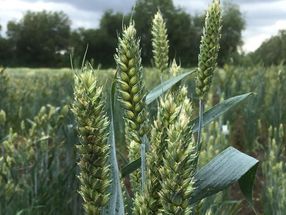 Wheat is one of the most important crops