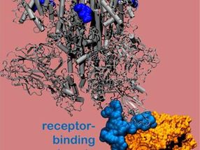 La investigación expone una nueva vulnerabilidad para el SARS-CoV-2