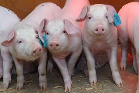 Neuseeländische Schweine sollen den Mangel an Spenderorganen ausgleichen