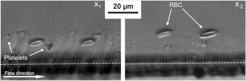 © American Institute of Physics (AIP)