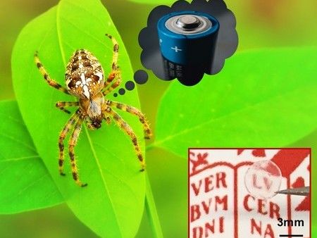 What Do Spiders Have in Common with Batteries? - Spider silk inspires new class of functional synthetic polymers: Conducting protein-based material could be used in fuel cells, batteries or act as sensor