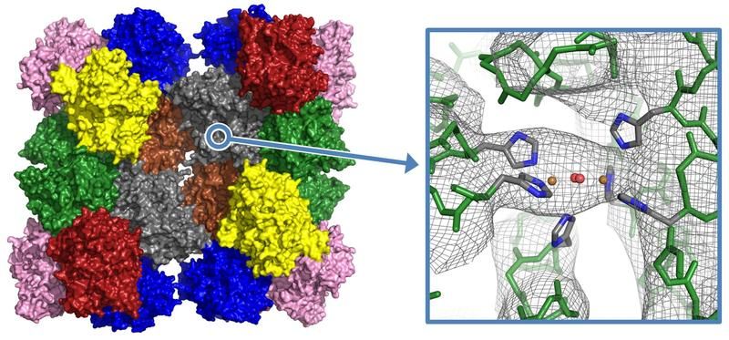 Blaues Blut des Kaiserskorpions durchleuchtet - Mainzer Biologen gelingt erstmals die Kristallisation vom Hämocyanin des Kaiserskorpions