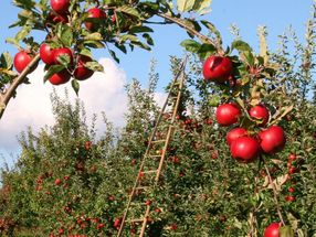 Corona-Krise bringt hohen Aufwand für die Apfelernte mit sich