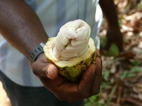 Beim Ernten der frischen Kakaofrüchte wird meist wenig auf Umwelt und Gesundheit der Kleinbauern geachtet. Das soll sich mit Hilfe des Projektes ändern.