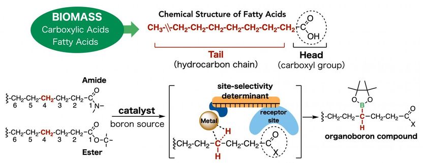 Reyes R. L. et al., Science, August 21, 2020