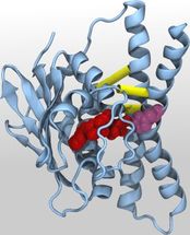 Sensor-Histidinkinase-Protein