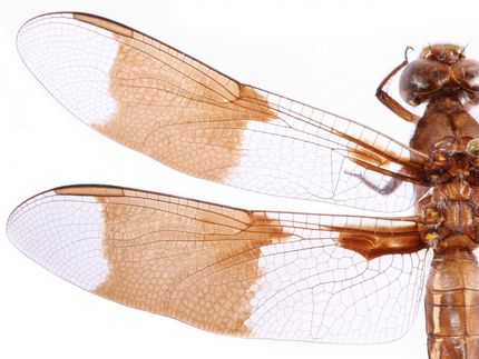 Insektenflügel inspirieren zu neuen Wegen zur Bekämpfung von Superbugs