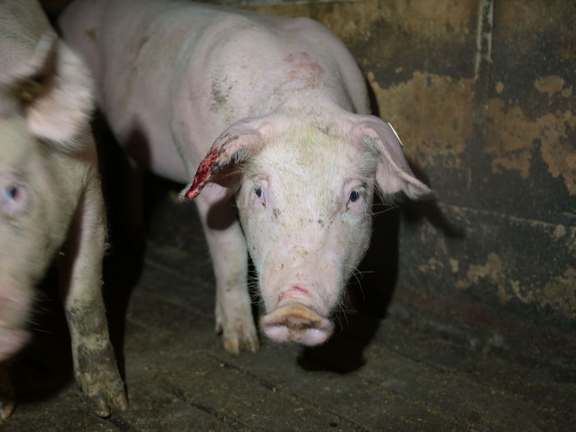 Ermittlung gegen Tönnies-Zulieferer wegen Tierquälerei - Aufdeckung durch das Deutsche Tierschutzbüro