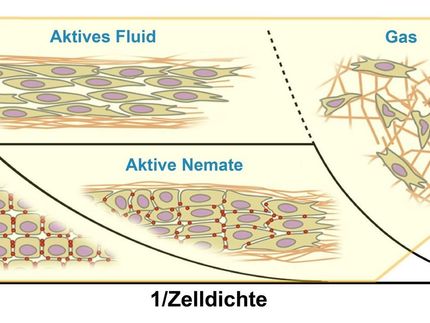Less “Sticky” Cells Become More Cancerous