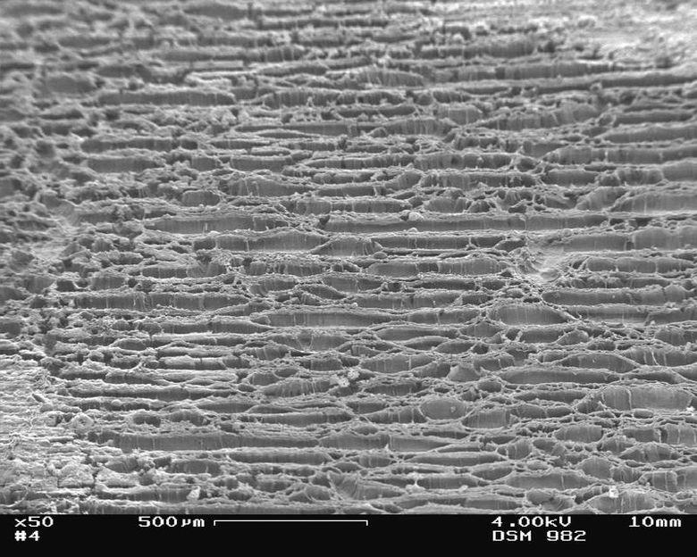 Schwefelige Nanowälder als Batterieelektroden mit Rekordkapazitäten