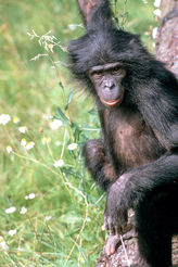Forscher entschlüsseln das Bonobo-Genom