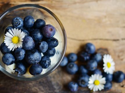 Blaubeer-Boom dauert an