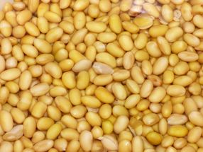 Yellow Pea Proteins Demand Bolstered by Increasing Consumption of Plant-Based Protein