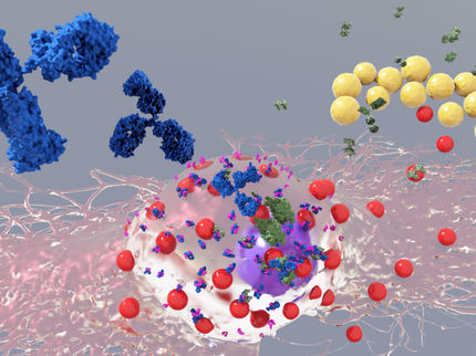 Allergische Immunantworten helfen bei der Abwehr bakterieller Infektionen