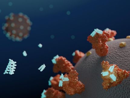 Las proteínas antivirales diseñadas inhiben el SARS-CoV-2 en el laboratorio