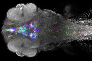 Virtueller Blick in das Zebrafischgehirn - Freiburger Forscher entwickeln Software zum automatischen Vergleich ganzer Gehirne