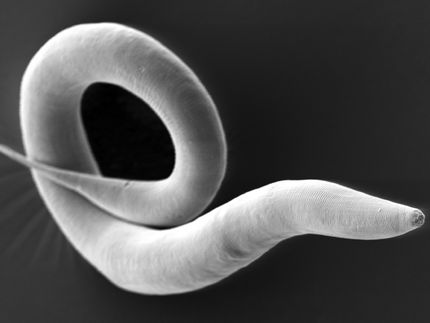 Ein Baukasten für die Mikrobiomforschung