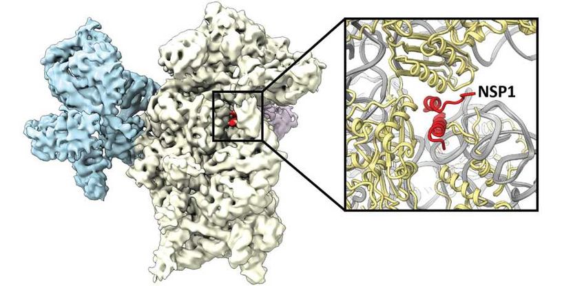 Mechanismus entdeckt, wie das Coronavirus die Zelle kapert - Ansatzpunkt für die Impfstoff-​ und Medikamentenentwicklung