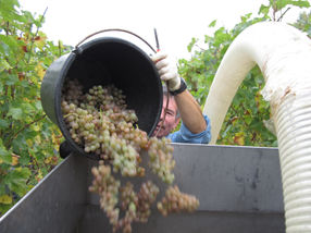 El buen aroma del vino también depende de la colonización bacteriana. Los científicos de la Universidad de Hohenheim creen que esto podría ser explotado en el futuro.