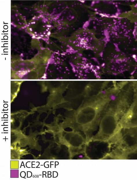 Method to safely study COVID-19, other contagious diseases developed - SARS-CoV-2 nanoparticle probes are used to study fundamental interactions between SARS-CoV-2 Spike proteins and human cells