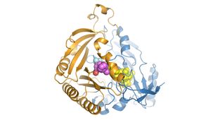 Wirkmechanismus neuer Antibiotika gegen Tuberkulose entschlüsselt