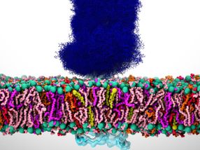 Glykane im SARS-CoV-2-Spike-Protein spielen eine aktive Rolle bei der Infektion