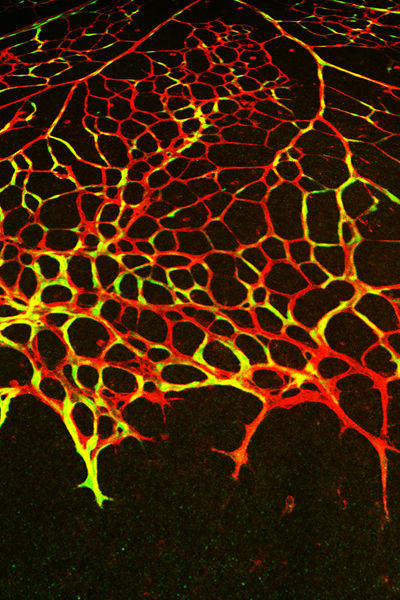 MPI für molekulare Biomedizin / Rui Benedito