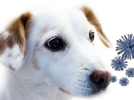 Was können Corona-Spürhunde?