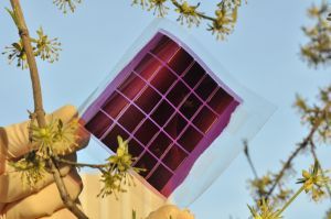 Sonnenstrom aus Kunststofffolien - Organische Photovoltaik: Forschergruppe des KIT erhält Förderung von 4,25 Millionen Euro