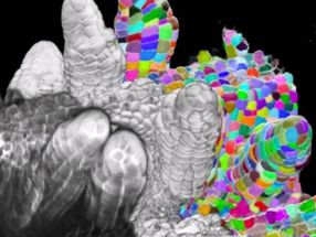 3D images display plant organs down to the smallest detail
