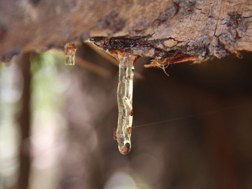 A Small Piece Of Jurassic Park - DNA extracted from insects embedded in resin