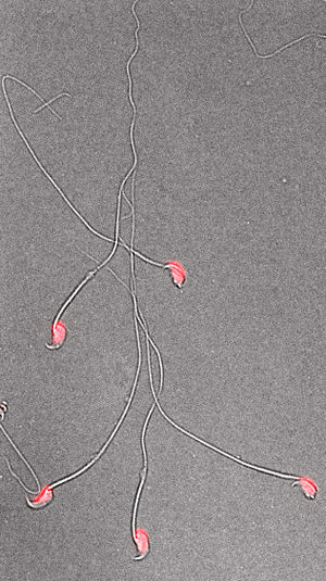 Max-Planck-Institut für molekulare Genetik