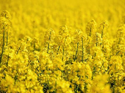 Raps- statt Sojaschnitzel