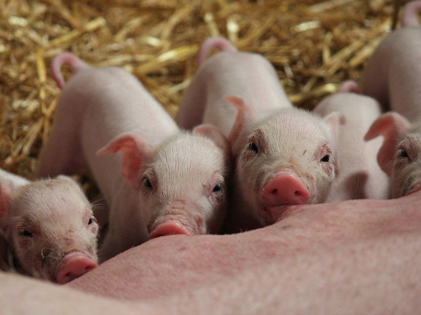 Schlachtkapazitäten für Schweine fehlen - Fleischwirtschaft unter Druck