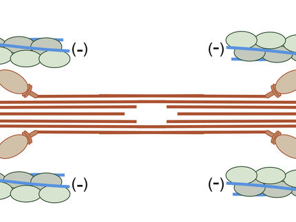 Locating muscle proteins
