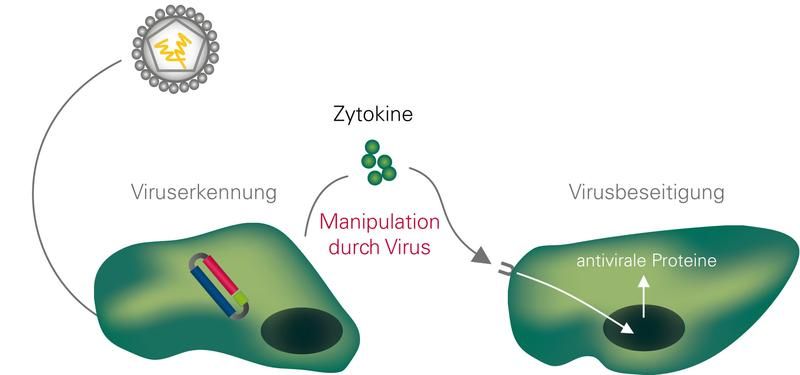 Grafik: Andreas Pichlmair / Copyright: MPI für Biochemie