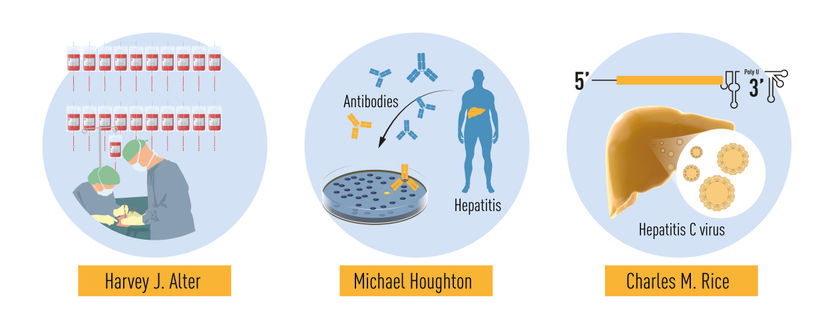 © The Nobel Committee for Physiology or Medicine. Illustrator: Mattias Karlén