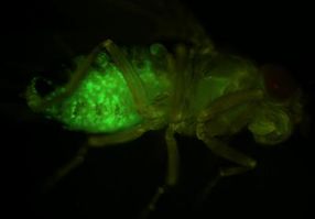 Fruit flies light the way for A*STAR scientists to pinpoint genetic changes that spell cancer