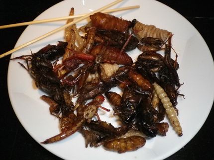 Insekten essen? Lebensmittel mit Insekten tauchen mehr und mehr in Supermärkten auf